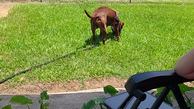 American bully tango