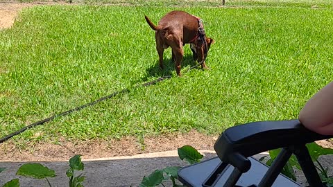 American bully tango