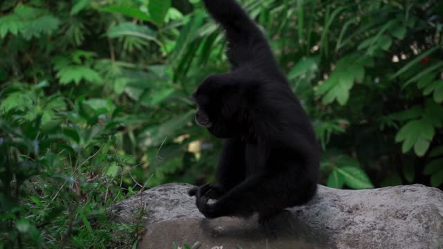 Funny gorilla 🦍 lovely videos