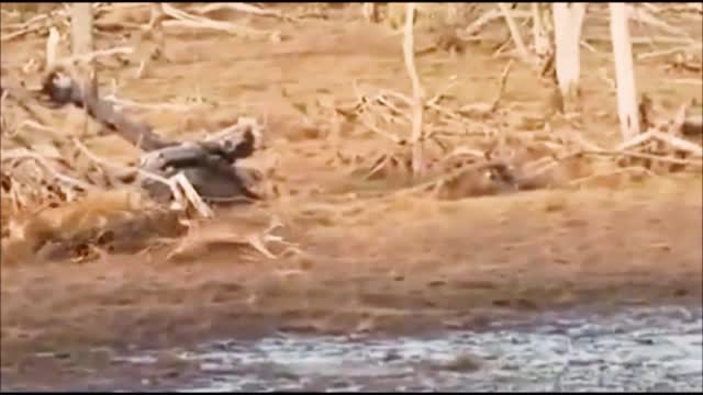 Anaconda vs Tiger full fight