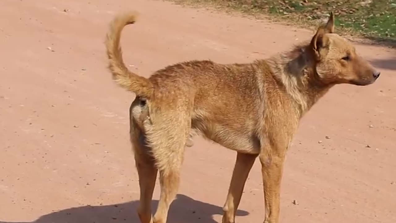 Surprising BIG BOX V.s Sleep Well Dog - Funny Dog VIdeo