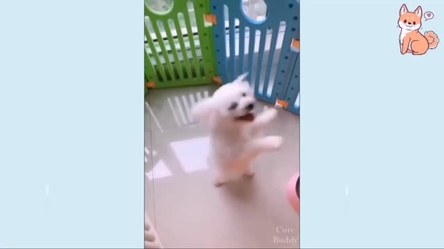 Funny dog