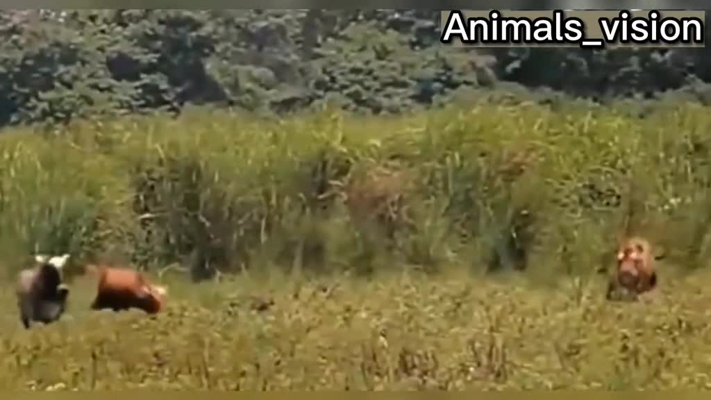 Animals_vision