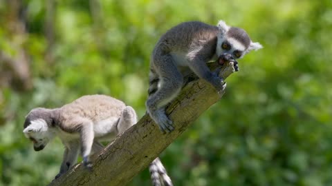 Animals rare in Madagascar