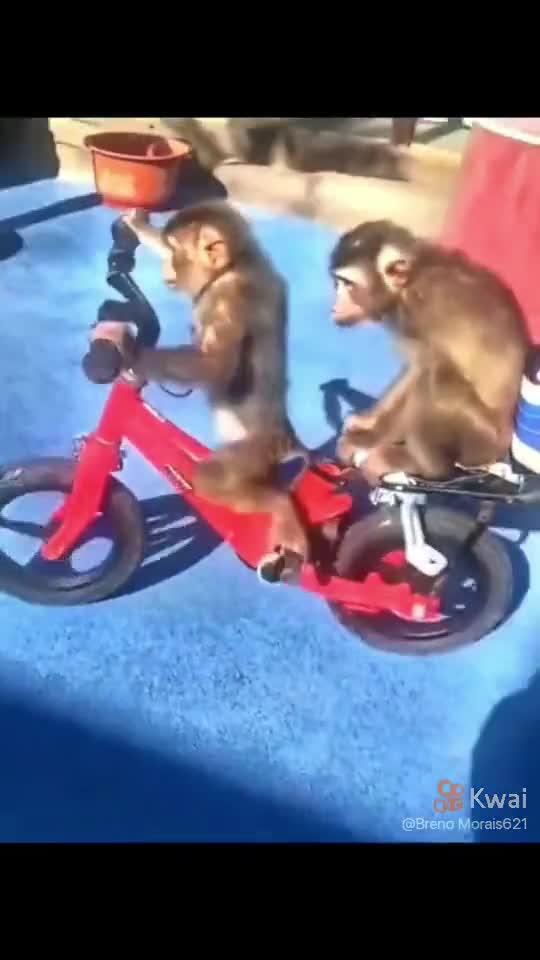 funny monkey riding a bike