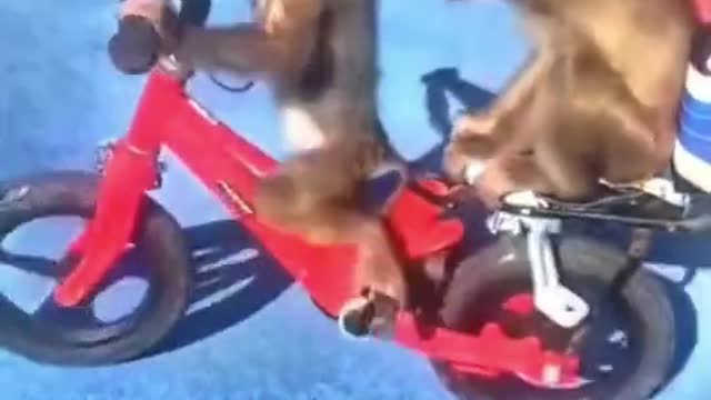 funny monkey riding a bike