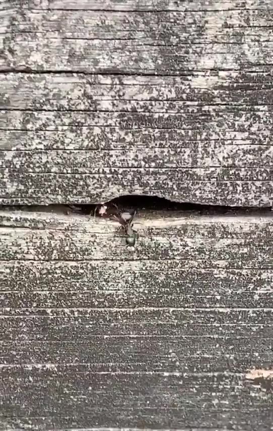 Ants Carving A Nest Out of A Tree