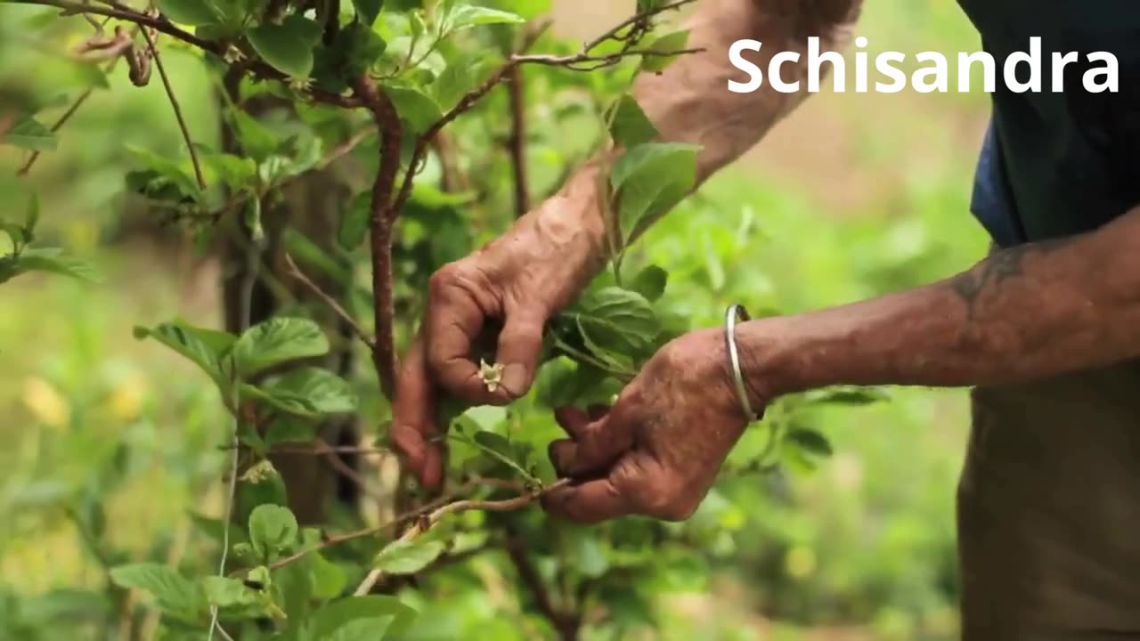 Schisandra