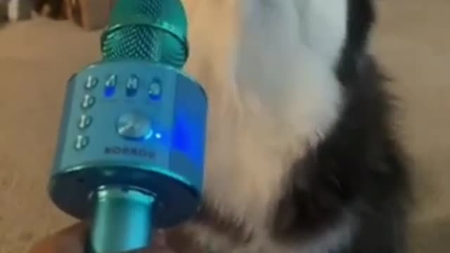 Husky Singing on a Mic 😁🤣😂😍