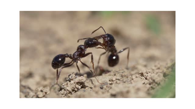 Ant love story