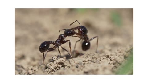 Ant love story