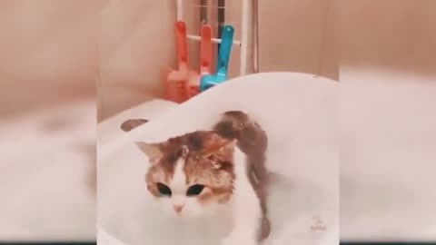 Cute Cats - Cute and Funny Cats Video | Pizz Pet #1