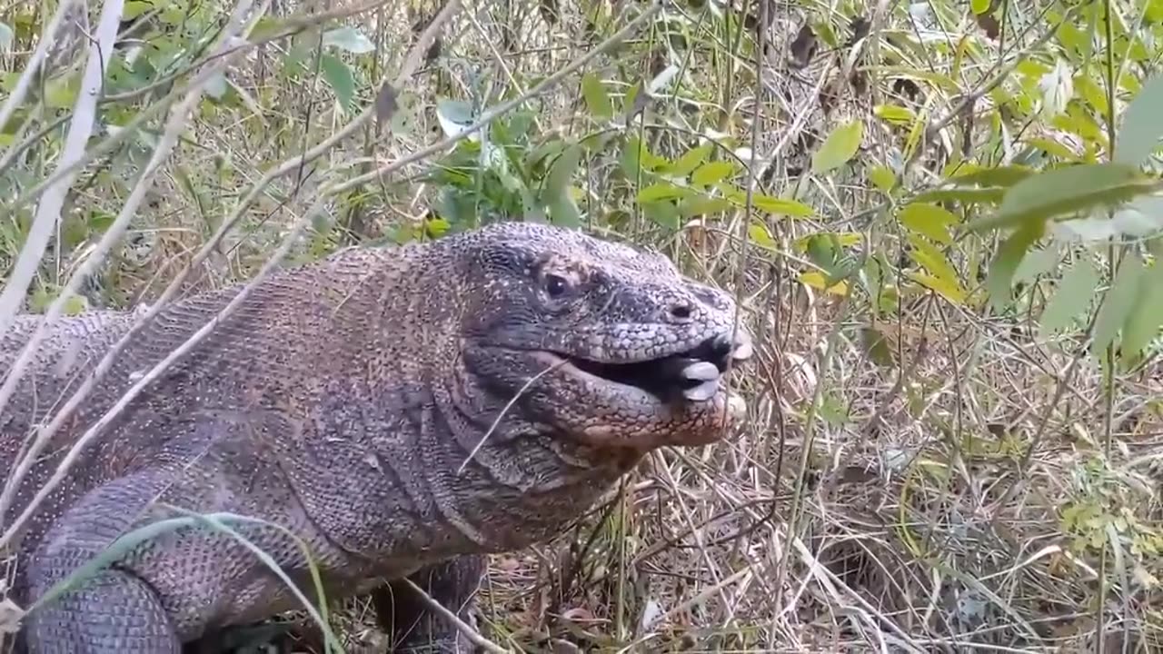 How to hunt crocodile