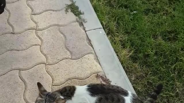 Cats feeding my morning routine