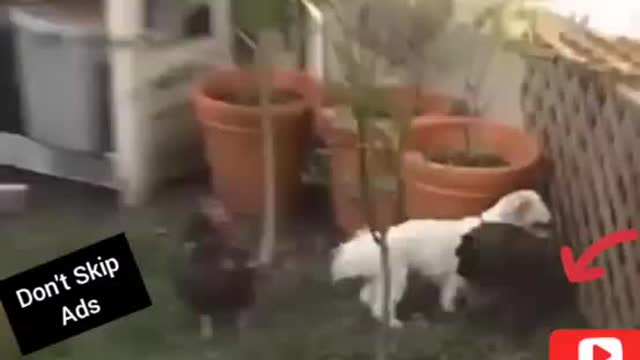 Best Funny Animals video 2021 😂Try not to LAUGH 🤣🤣