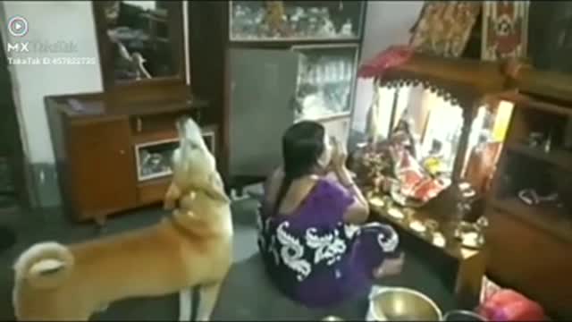 When your pet understood that whole universe is under the lord