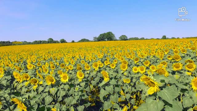 Very beautiful looking sunflowers