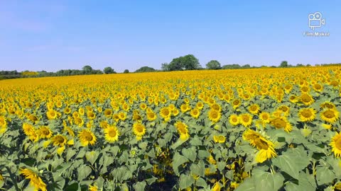 Very beautiful looking sunflowers