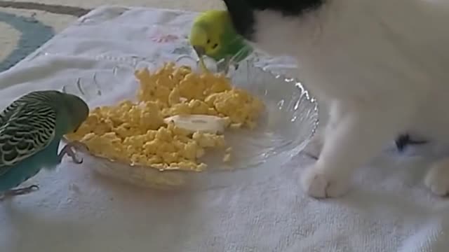 Kittens playing with their bird friends