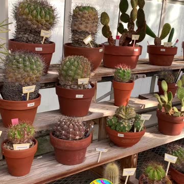 OLA IN A CACTUS GARDEN! Which is your favorite? #explore