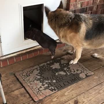 German Shepherd Teaches Tiny Pig To Use The Doggy Door