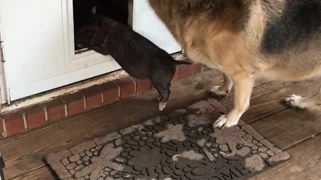 German Shepherd Teaches Tiny Pig To Use The Doggy Door