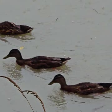 Ducks on the river in the rain / beautiful waterfowl in the water.