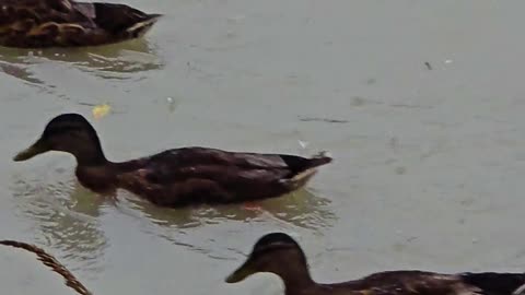 Ducks on the river in the rain / beautiful waterfowl in the water.