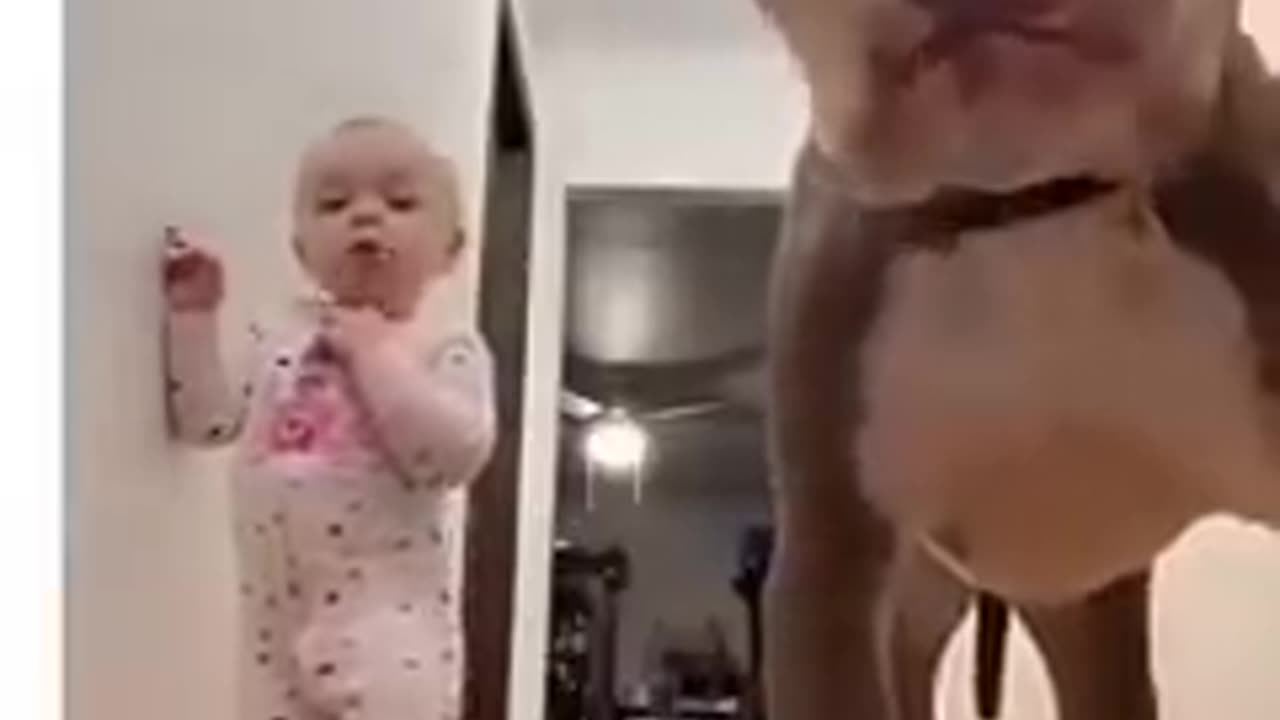 Funny dog Moments