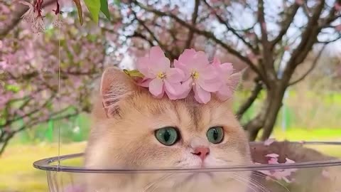 Very beautiful cat🤩