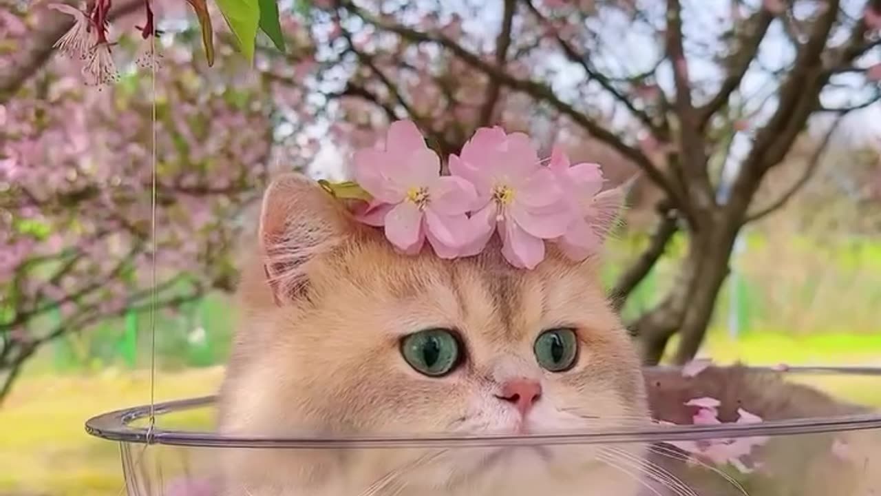 Very beautiful cat🤩