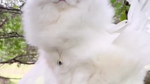 Most beautiful cats the world.