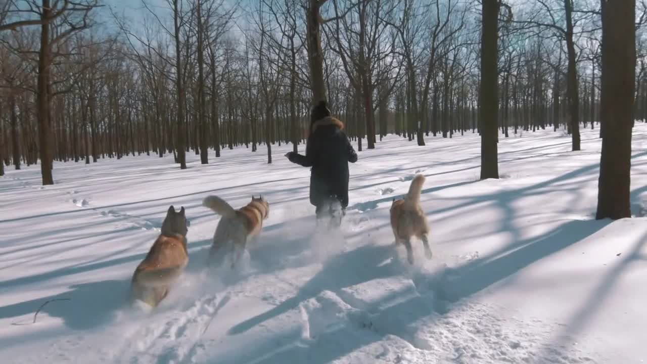 Young woman running with siberian husky dogs in show forest