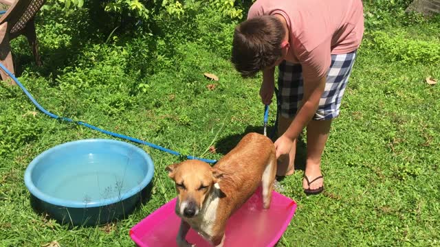 Cute doggies love taking a bath