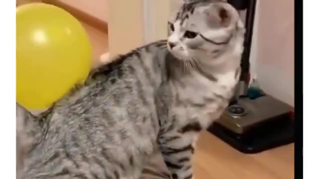 Funny Cats compilation | Cute Cats Playing | Funny Videos 2021 | Videos for Cat Lovers