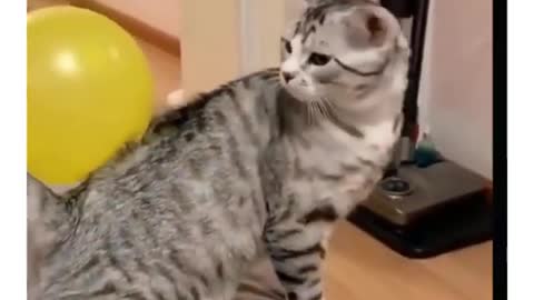 Funny Cats compilation | Cute Cats Playing | Funny Videos 2021 | Videos for Cat Lovers