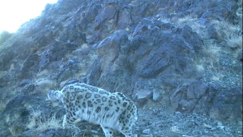 snowleopard