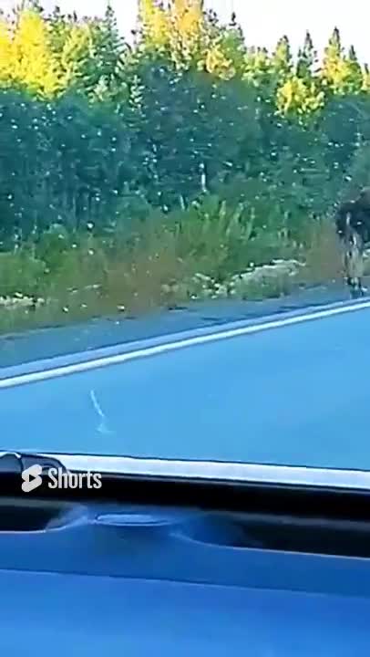 Moose on the loose