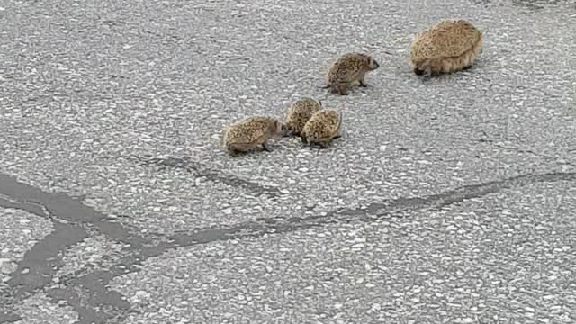 Mother Hedgehog Makes Sure Babies Follow Her