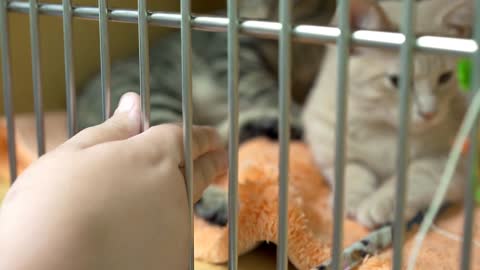 Hand trying to get attention of little kittens in kennel