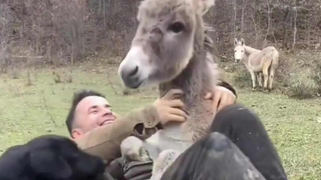 Donkey Jealous of the Dog’s Hugs—She Wants ALL the Love! 🐴💔