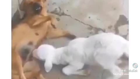 Lamb fight milk feeding a dog