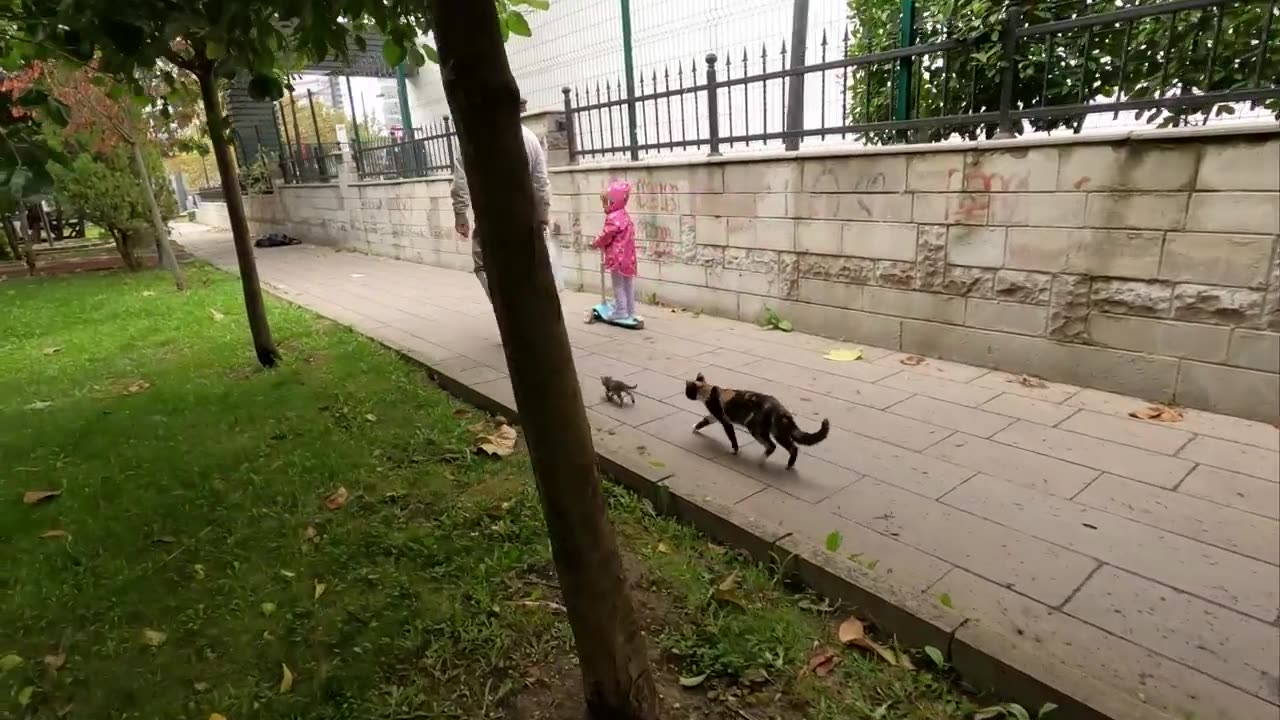 Mother cat tries to persuade her escaped kitten to return home.