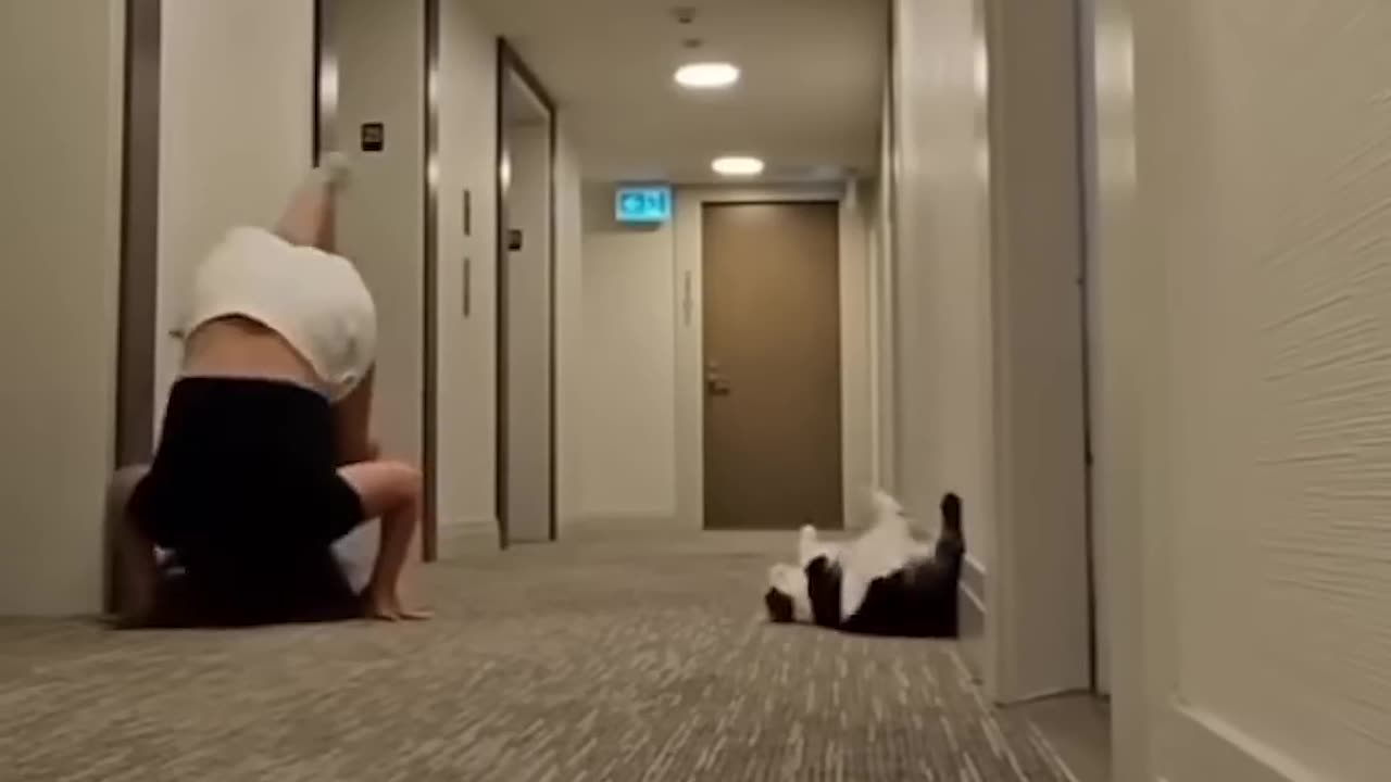 Funny cat video