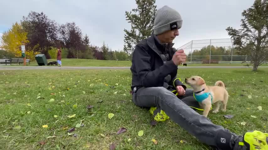 How to train any puppy to walk on leash for the first time