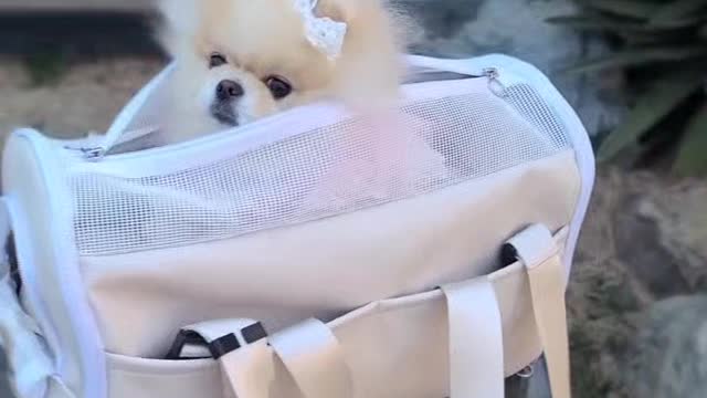 a cute puppy well in his bag