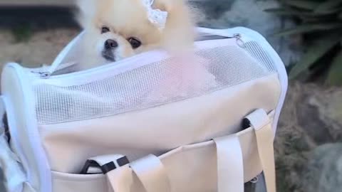 a cute puppy well in his bag