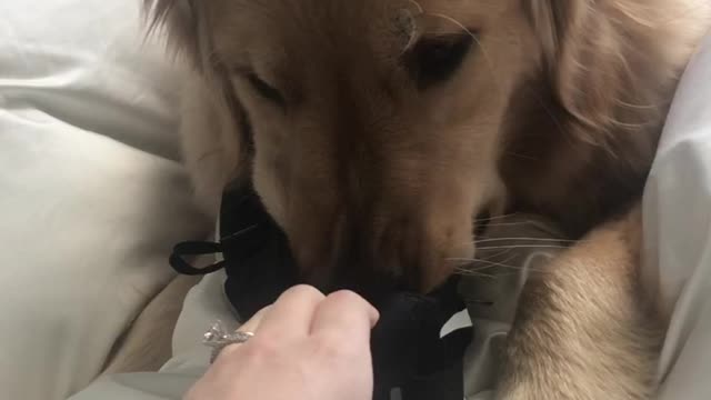 Dog Likes to Steal and Smell Shoes