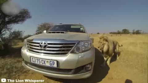 Lion Shows.... Why You Must ALWAYS Stay Inside Your Car...