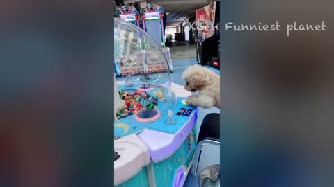 FUNNY CATS AND DOGS NEW VIDEOS